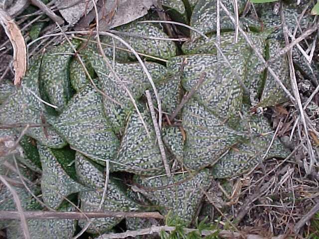 Haworthia splendens